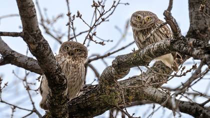 Kukumav » Little Owl » Athene noctua