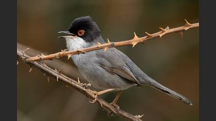Sardinian Warbler