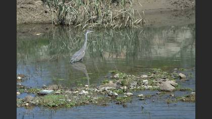 Grey Heron