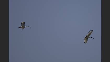 African Sacred Ibis