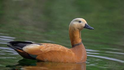 Ruddy Shelduck