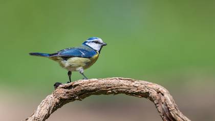 Mavi baştankara » Eurasian Blue Tit » Cyanistes caeruleus