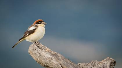 Kızılbaşlı örümcekkuşu » Woodchat Shrike » Lanius senator