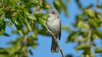 Çizgili ötleğen » Barred Warbler » Sylvia nisoria