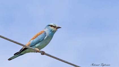 European Roller