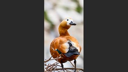 Ruddy Shelduck