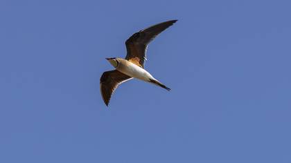 Bataklıkkırlangıcı » Collared Pratincole » Glareola pratincola
