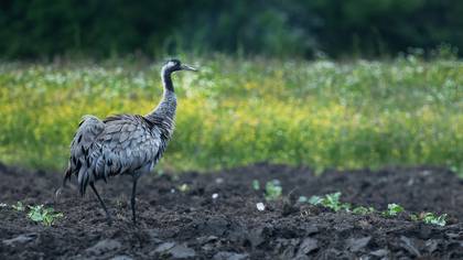 Turna » Common Crane » Grus grus