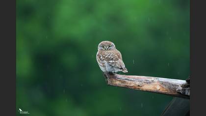 Little Owl