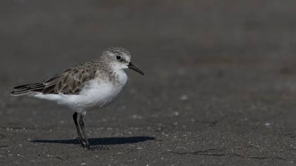 Küçük kumkuşu » Little Stint » Calidris minuta