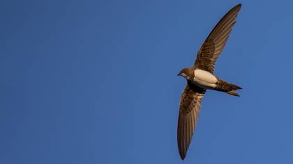 Akkarınlı ebabil » Alpine Swift » Tachymarptis melba