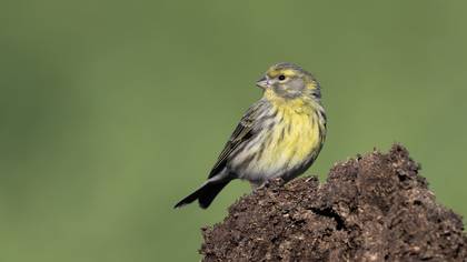 Küçük iskete » European Serin » Serinus serinus