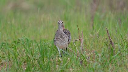 Eurasian Whimbrel