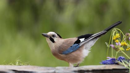 Eurasian Jay