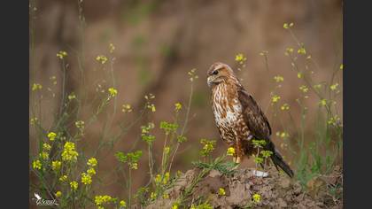 Common Buzzard