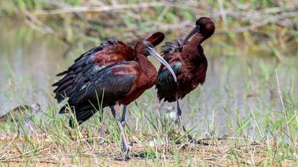 Çeltikçi » Glossy Ibis » Plegadis falcinellus
