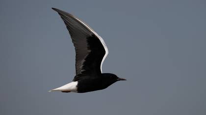 Akkanatlı sumru » White-winged Tern » Chlidonias leucopterus