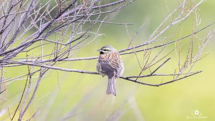 Bahçe kirazkuşu » Cirl Bunting » Emberiza cirlus
