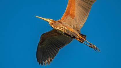 Erguvani balıkçıl » Purple Heron » Ardea purpurea
