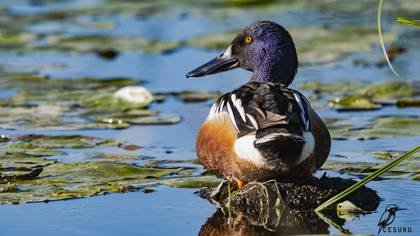 Kaşıkgaga » Northern Shoveler » Spatula clypeata