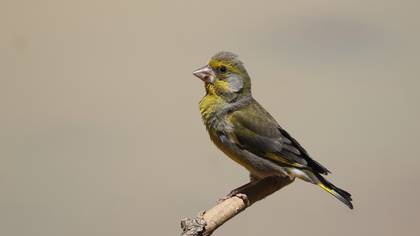Florya » European Greenfinch » Chloris chloris