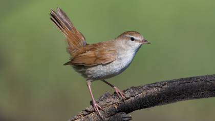 Kamışbülbülü » Cetti`s Warbler » Cettia cetti