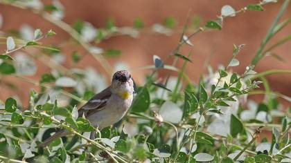 Sarıboğazlı serçe » Yellow-throated Sparrow » Gymnoris xanthocollis
