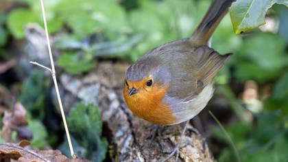 European Robin