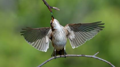 Benekli sinekkapan » Spotted Flycatcher » Muscicapa striata