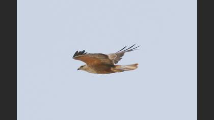 Long-legged Buzzard