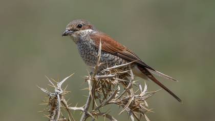 Kızılsırtlı örümcekkuşu » Red-backed Shrike » Lanius collurio