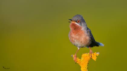Bıyıklı ötleğen » Subalpine Warbler » Sylvia cantillans