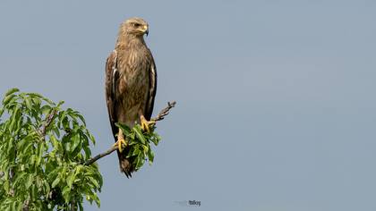 Küçük orman kartalı » Lesser Spotted Eagle » Clanga pomarina