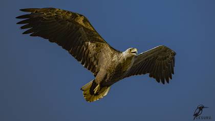 Akkuyruklu kartal » White-tailed Eagle » Haliaeetus albicilla