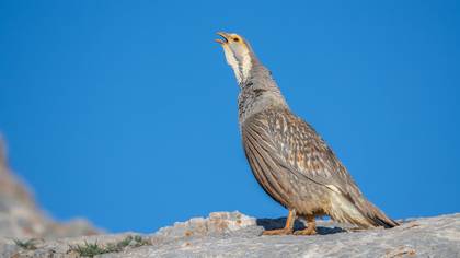 Urkeklik » Caspian Snowcock » Tetraogallus caspius