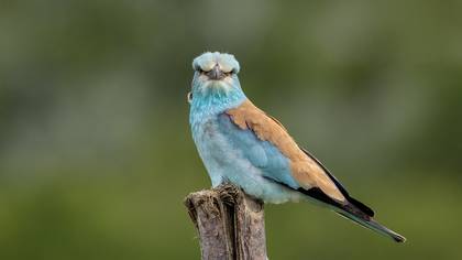 Gökkuzgun
