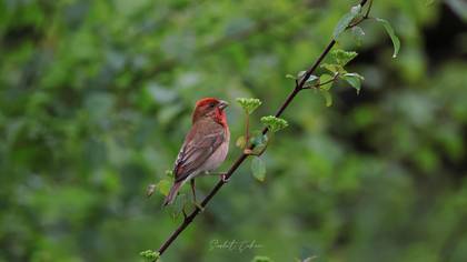Çütre » Common Rosefinch » Carpodacus erythrinus