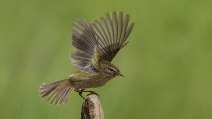 Common Chiffchaff