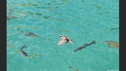 House Sparrow