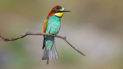 Arıkuşu » European Bee-eater » Merops apiaster