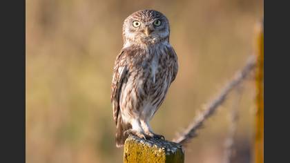 Little Owl