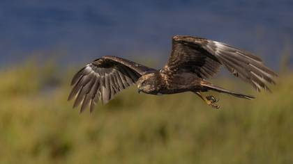 Saz delicesi » Western Marsh Harrier » Circus aeruginosus