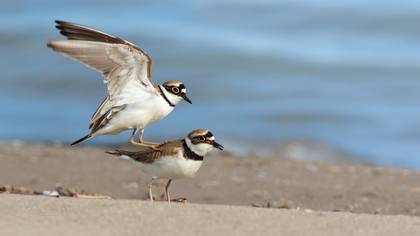 Halkalı küçük cılıbıt » Little Ringed Plover » Charadrius dubius