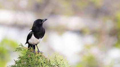 Saksağan » Eurasian Magpie » Pica pica
