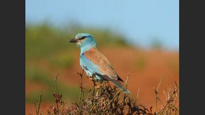 European Roller