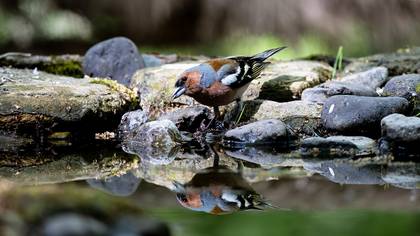 Common Chaffinch