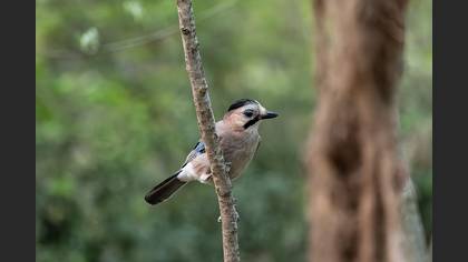 Eurasian Jay