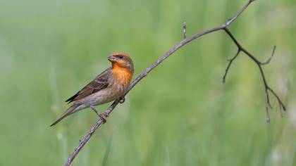 Çütre » Common Rosefinch » Carpodacus erythrinus