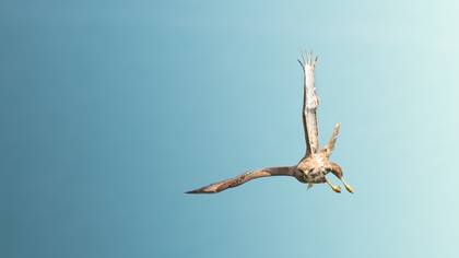 Şahin » Common Buzzard » Buteo buteo