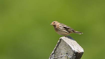 Kızılgerdanlı incirkuşu » Red-throated Pipit » Anthus cervinus